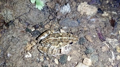 Fejervarya limnocharis