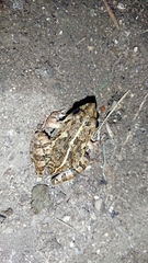 Fejervarya limnocharis