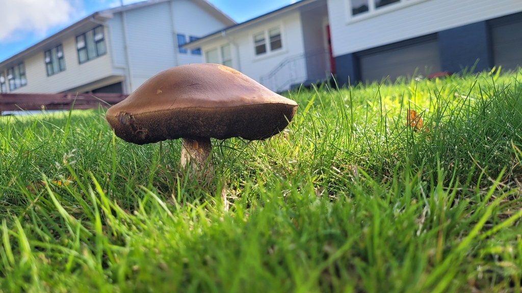 Leccinum scabrum · January 2026 · photo: © eyrezer (iNaturalist, cc-by)