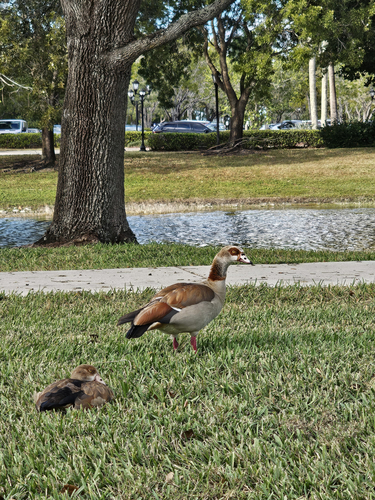 iNaturalist: (c) mshane2025, some rights reserved (CC BY-NC) iNaturalist image