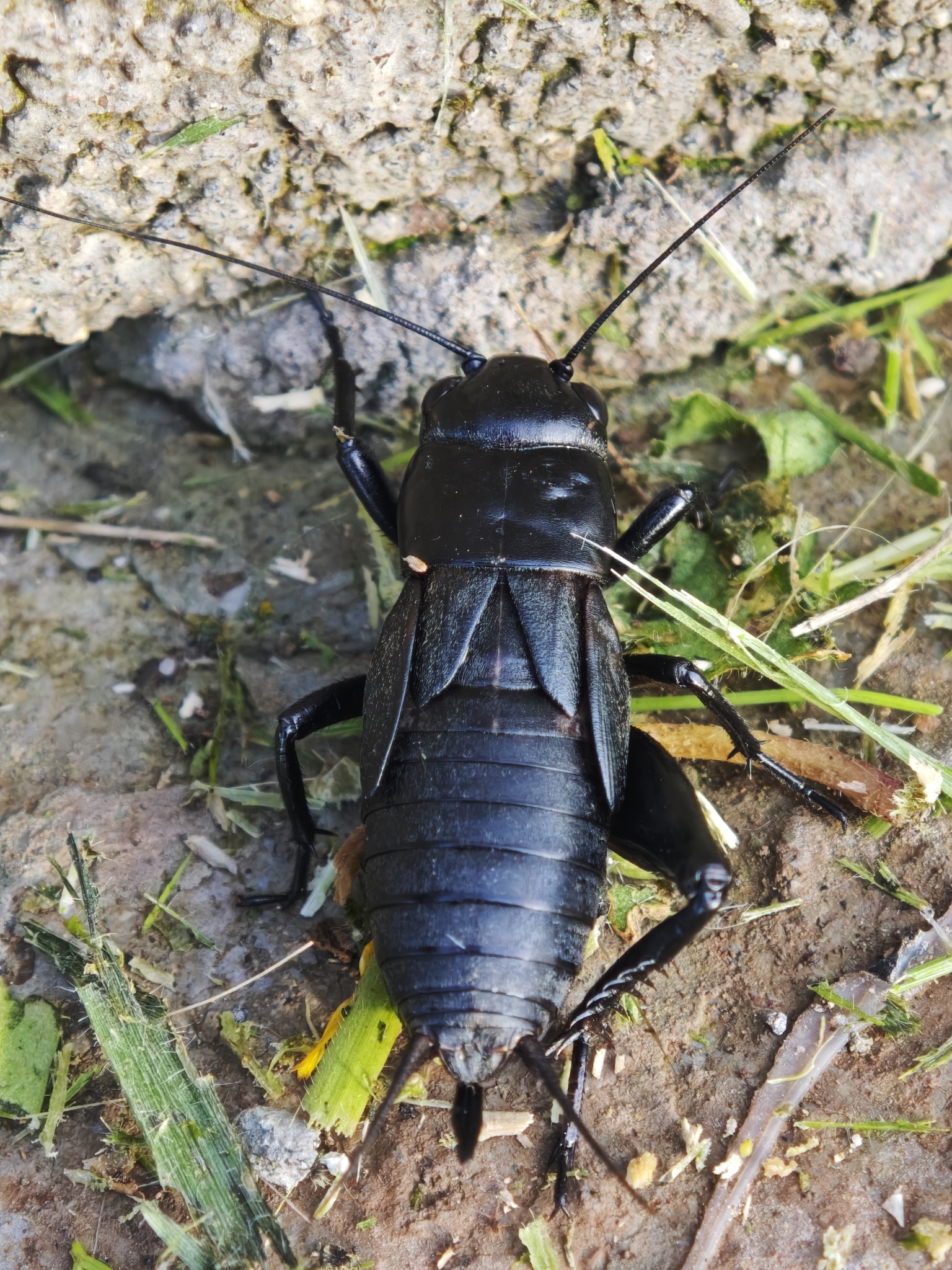 Gryllus bimaculatus