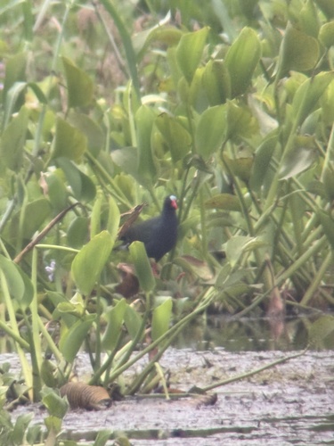iNaturalist image
