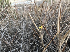 Forsythia koreana