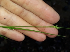 Carex uhligii