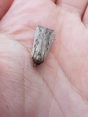 Persectania dyscrita