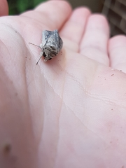 Persectania dyscrita