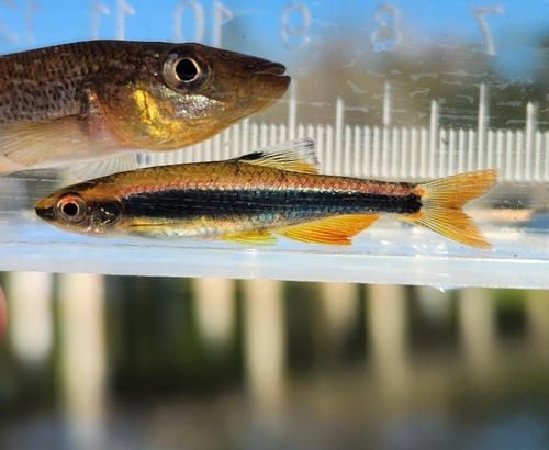 Metallic shiner (Pteronotropis metallicus) — Cyprinidae