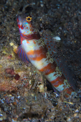 Amblyeleotris periophthalmus