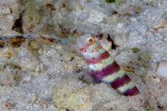 Amblyeleotris wheeleri