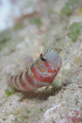 Amblyeleotris wheeleri