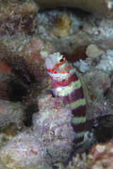 Amblyeleotris wheeleri