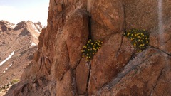 Potentilla biflora