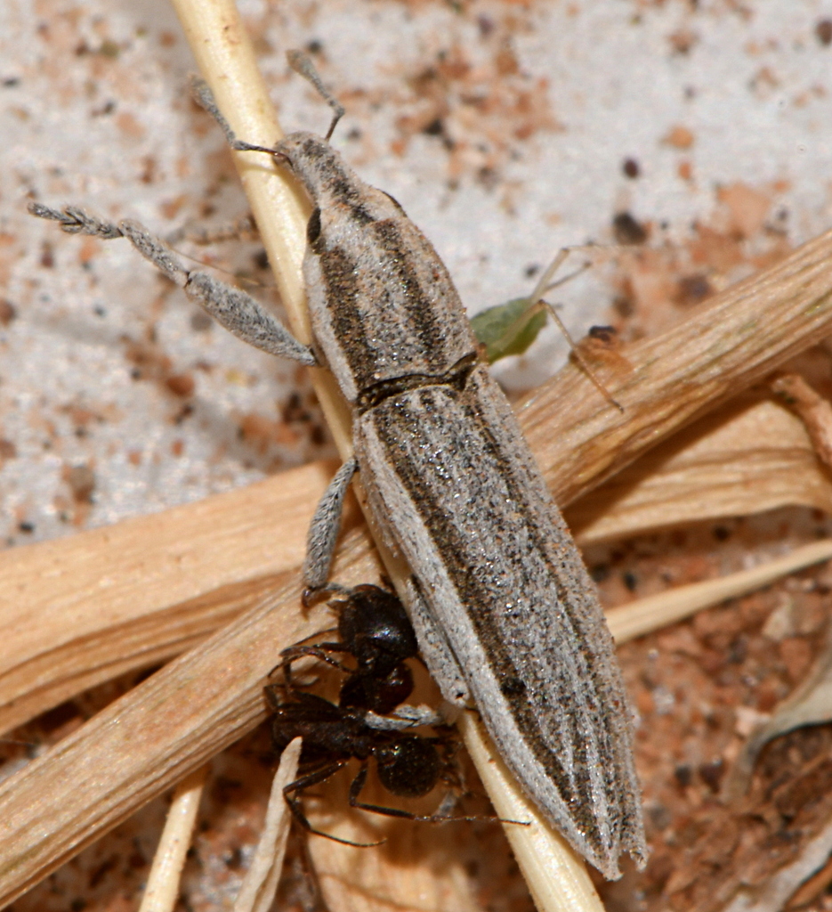 Lixus deserticola