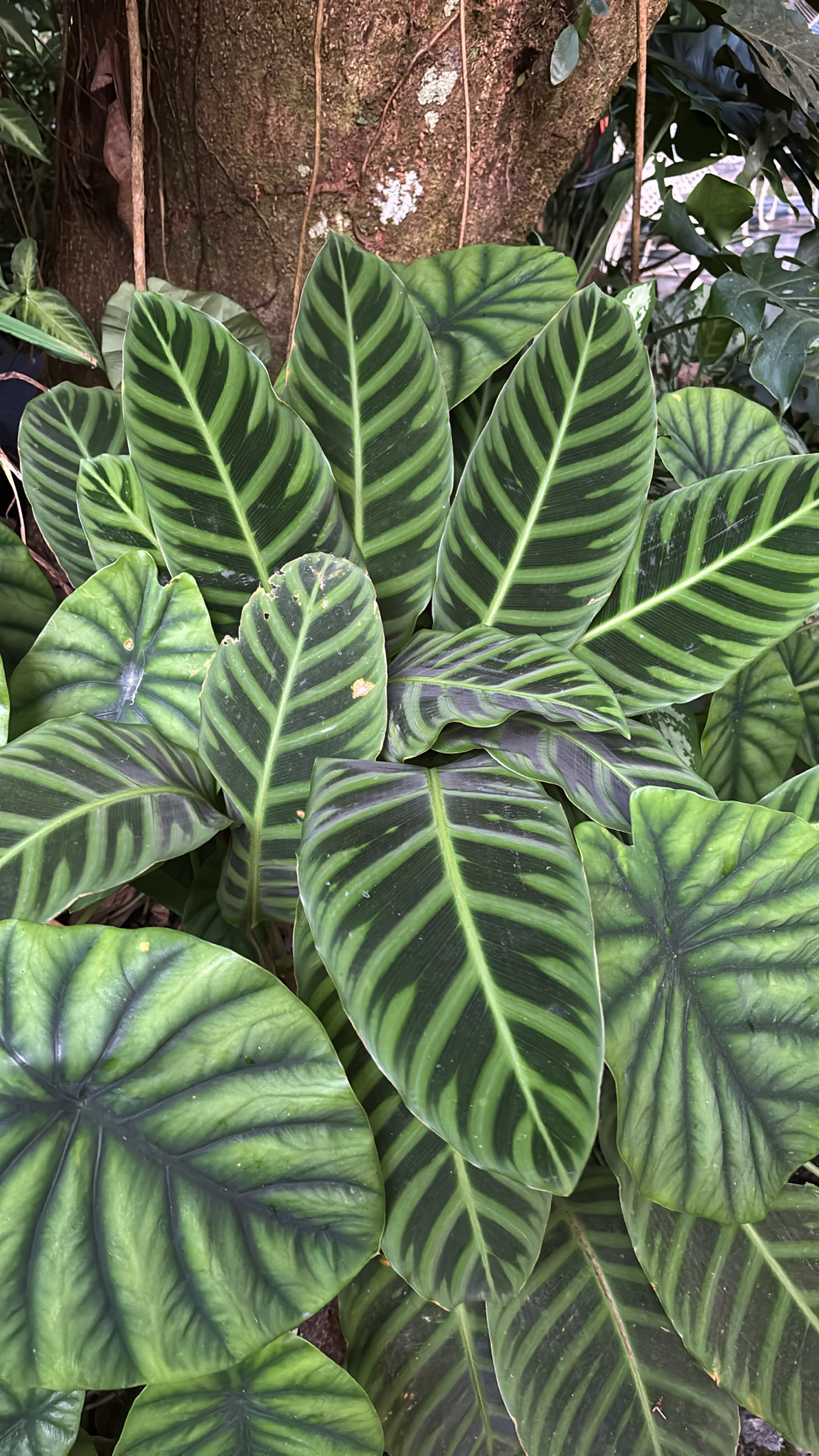 Imagem de Maranta, Sassará