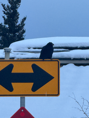 Common Raven