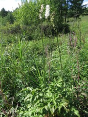 Actaea simplex