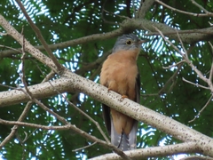 Cacomantis variolosus sepulcralis