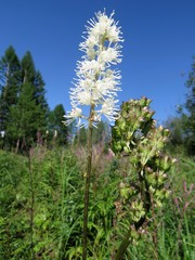 Actaea simplex