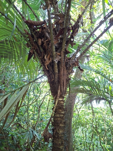 Astrocaryum mexicanum, photograph 5