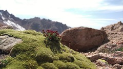 Thylacospermum caespitosum