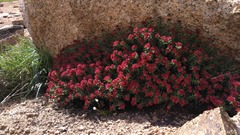 Rhodiola coccinea