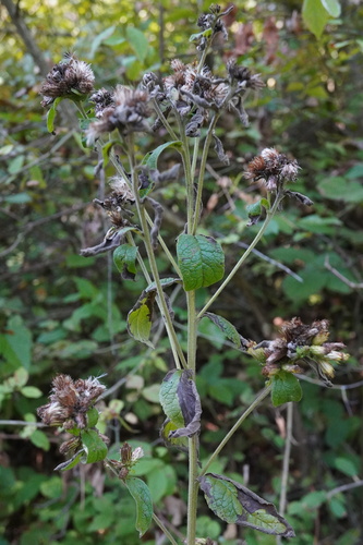 Pentanema squarrosum (Pentanema squarrosum)