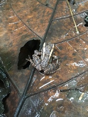 Platymantis dorsalis