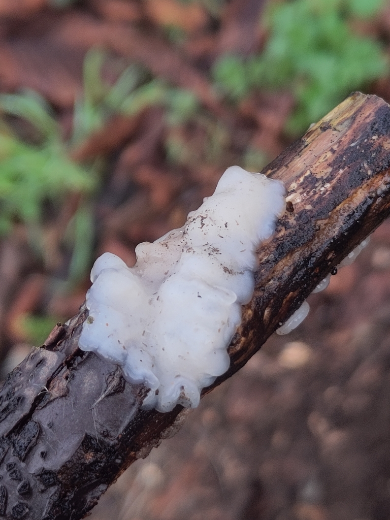 Exidia thuretiana · January 2026 · photo: © nenp_stbartsnewbury (iNaturalist, cc0)