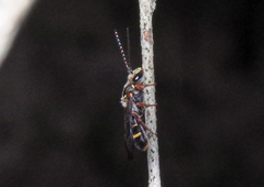 Lasioglossum peraustrale