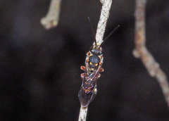 Lasioglossum peraustrale