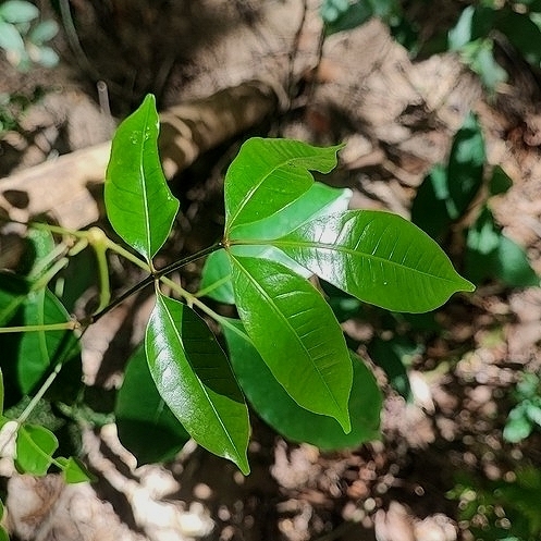 Tapirira guianensis
