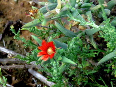 Delosperma testaceum