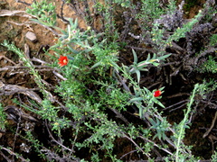 Delosperma testaceum