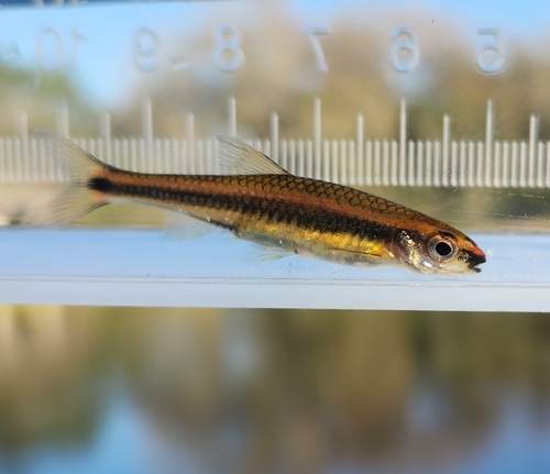 Bluenose shiner (Pteronotropis welaka) — Cyprinidae — 5