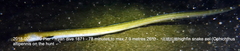 Ophichthus altipennis