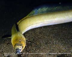 Ophichthus altipennis