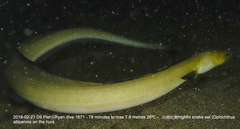 Ophichthus altipennis