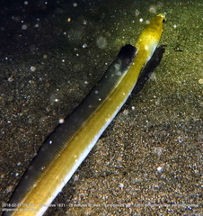 Ophichthus altipennis
