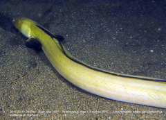 Ophichthus altipennis