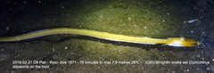 Ophichthus altipennis