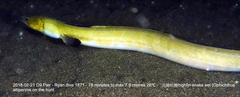 Ophichthus altipennis
