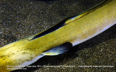 Ophichthus altipennis