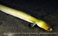 Ophichthus altipennis