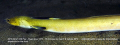 Ophichthus altipennis