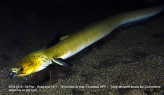 Ophichthus altipennis
