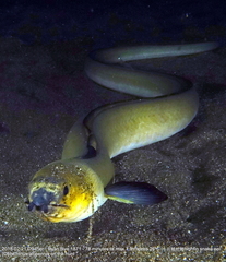 Ophichthus altipennis