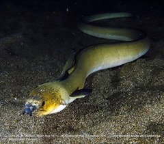Ophichthus altipennis