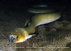 Ophichthus altipennis