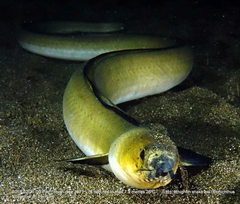 Ophichthus altipennis