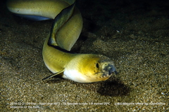 Ophichthus altipennis